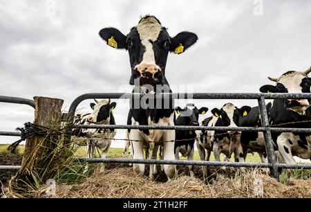 PRODUZIONE - 29 settembre 2023, Schleswig-Holstein, Hallig Langeneß: Le mucche stanno sul prato dietro una recinzione di Hallig Oland. Foto: Axel Heimken/dpa Foto Stock