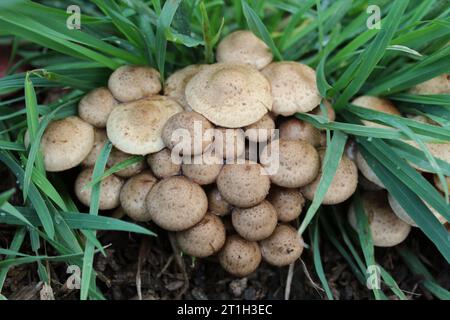 Cluster di funghi Foto Stock