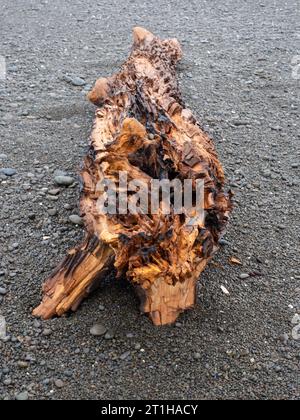 Grande pezzo di Driftwood sulla spiaggia Foto Stock