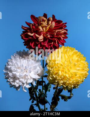 Bouquet di tre crisantemi multicolore su sfondo blu Foto Stock
