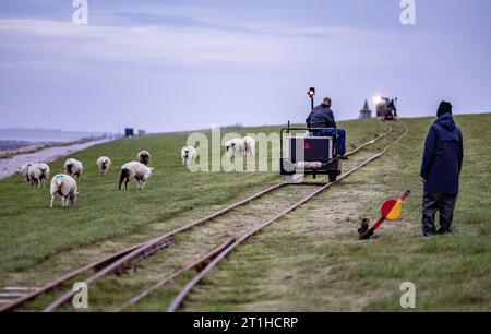 PRODUZIONE - 29 settembre 2023, Schleswig-Holstein, Hallig Langeneß: Un residente dell'Halligen passa un gregge di pecore con il suo camion sulla ferrovia. (A dpa-Korr "il cambiamento climatico mette Halligen sotto pressione ancora maggiore") foto: Axel Heimken/dpa Foto Stock