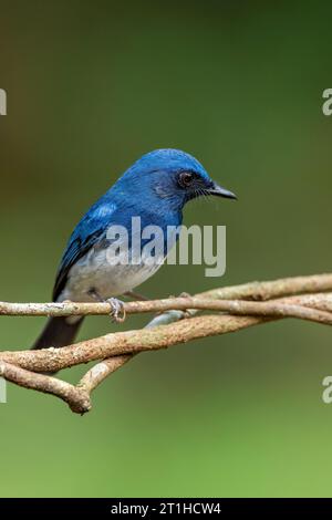 Blue Flycatcher con il becco bianco (Cyornis pallidipes) è un succulento flycatcher blu con l'abitudine di sbattere e spalmare la coda. Azzurro del cielo maschile pallido b Foto Stock