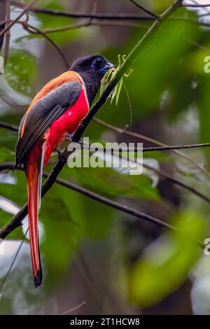 Malabar Trogan (Harpactes fasciatus) è un uccello di medie dimensioni dai colori vivaci ma lento. Inconfondibile; l'unico trogon della sua gamma. Foto Stock