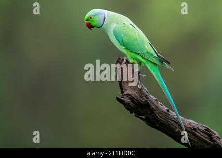 Parakeet di Malabar o Parakeet ad ali blu (Psittacula columboides), Un suggestivo parco verde, limitato alle foreste dei Ghati occidentali dell’India. Foto Stock