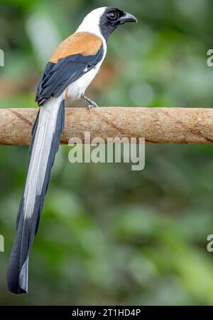 La Treepie dai capelli bianchi (Dendrocitta leucogastra) Foto Stock