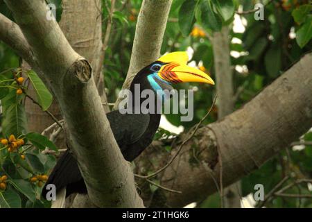 Un individuo femminile di fieno (Rhyticeros cassidix) viene fotografato mentre si sta appollaiando su un ramo di un albero ficus in una zona della foresta pluviale vicino al Monte Tangkoko e Duasudara a Bitung, Sulawesi settentrionale, Indonesia. La specie è attualmente considerata vulnerabile all'estinzione a causa del disboscamento e della caccia, secondo Amanda Hackett della Wildlife Conservation Society in una pubblicazione del 2022. "Con gli alberi in diminuzione, non ci sono luoghi sicuri per le coppie di carpini per costruire i loro nidi in grandi alberi maturi", ha aggiunto. a causa della sua dipendenza dalla foresta e di alcuni tipi di alberi, i carpini in generale lo sono Foto Stock