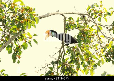 Un individuo femminile di fieno (Rhyticeros cassidix) viene fotografato mentre si sta appollaiando su un ramo di un albero ficus in una zona della foresta pluviale vicino al Monte Tangkoko e Duasudara a Bitung, Sulawesi settentrionale, Indonesia. La specie è attualmente considerata vulnerabile all'estinzione a causa del disboscamento e della caccia, secondo Amanda Hackett della Wildlife Conservation Society in una pubblicazione del 2022. "Con gli alberi in diminuzione, non ci sono luoghi sicuri per le coppie di carpini per costruire i loro nidi in grandi alberi maturi", ha aggiunto. a causa della sua dipendenza dalla foresta e di alcuni tipi di alberi, i carpini in generale lo sono Foto Stock