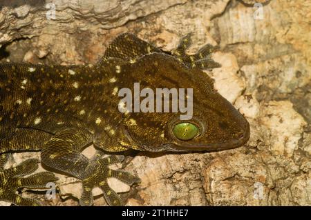 Primo piano dettagliato sul geco verde del fabbro o del grande geco della foresta, Gekko smithii Foto Stock