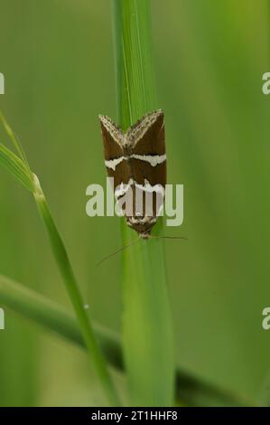 Primo piano dettagliato sulla falena a strisce color argento, Deltote bankiana appesa verso il basso su una paglia d'erba Foto Stock