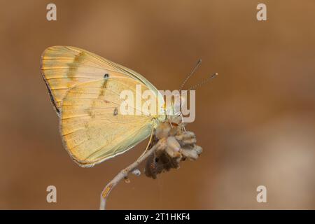 Farfalla grande color salmone, grande Salmon arabo, Colotis fausta Foto Stock