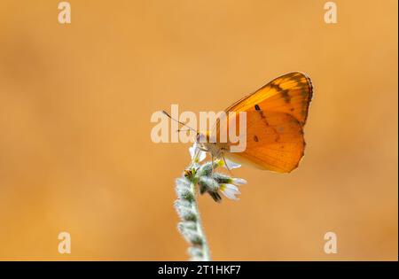 Farfalla grande color salmone, grande Salmon arabo, Colotis fausta Foto Stock