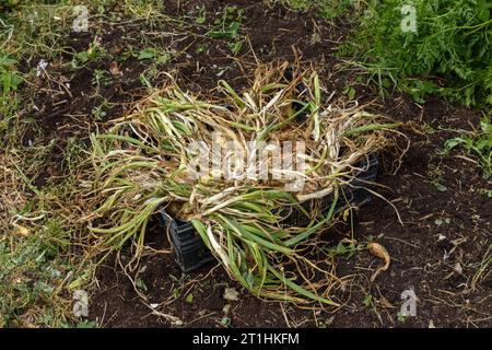 Cipolle con foglie verdi disposte per l'asciugatura in un contenitore di plastica nero. Raccolta di cipolle. Foto Stock