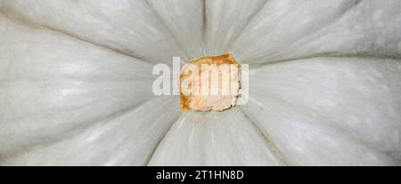Porzione esterna grigio interno tessuto di zucca fresco arancione, zucca fresca fresca Foto Stock