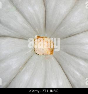 Porzione esterna grigio interno tessuto di zucca fresco arancione, zucca fresca fresca Foto Stock