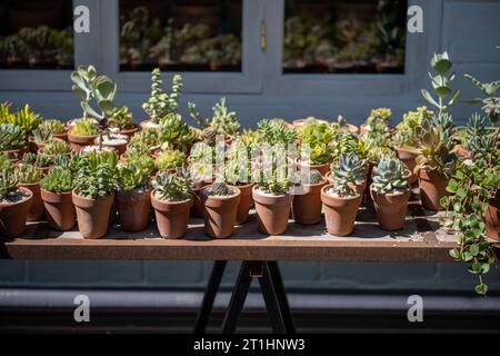 Piccolo negozio che vende impianti all'aperto. Ampia varietà di succulenti in vasi di argilla in ceramica di terracotta Foto Stock