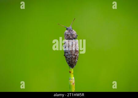 Primo piano di un murino di Agrypnus che strisciare in erba, una specie di scarabeo di scatto Foto Stock