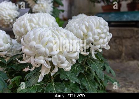 grandi fiori di crisantemo bianco in una giornata di sole Foto Stock