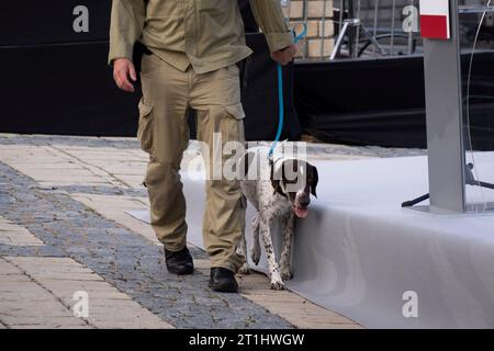 Sandomierz, Polonia. 13 ottobre 2023. Un membro dei servizi di sicurezza dello Stato (SOP) è visto con un cane da decantazione sniffer a Sandomierz, in Polonia, il 13 ottobre 2023. (Foto di Jaap Arriens/Sipa USA) credito: SIPA USA/Alamy Live News Foto Stock