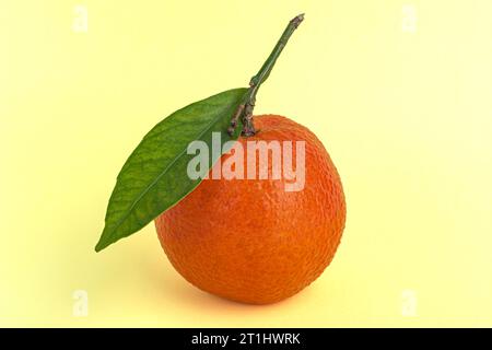 Tangerini o clementine con foglia verde su sfondo giallo primo piano Foto Stock