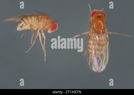 Mosca dell'aceto, mosca della frutta (Drosophila melanogaster) Foto Stock