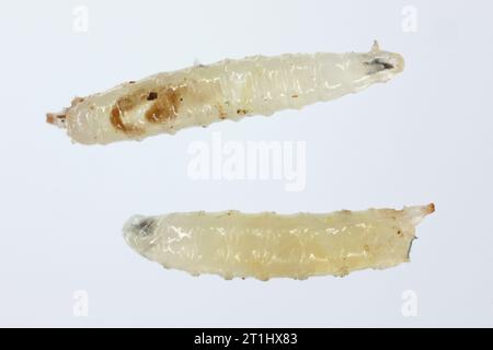 Mosca dell'aceto, mosca della frutta (Drosophila melanogaster). Larve in vari scatti. Isolato su uno sfondo chiaro. Foto Stock