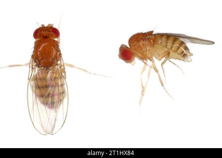 Mosca dell'aceto, mosca della frutta (Drosophila melanogaster). Insetti adulti in vari shot. Isolato su uno sfondo chiaro. Foto Stock