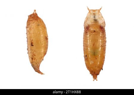 Mosca dell'aceto, mosca della frutta (Drosophila melanogaster). Pupa in vari scatti. Isolato su uno sfondo chiaro. Foto Stock