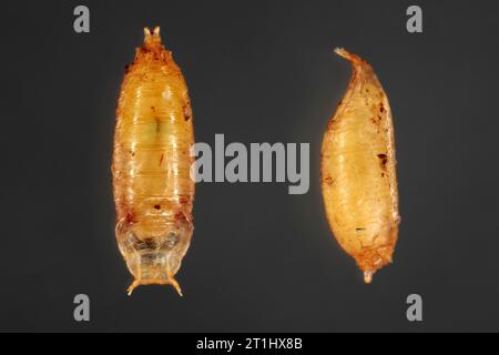 Mosca dell'aceto, mosca della frutta (Drosophila melanogaster). Pupa in vari scatti. Isolato su uno sfondo scuro. Foto Stock