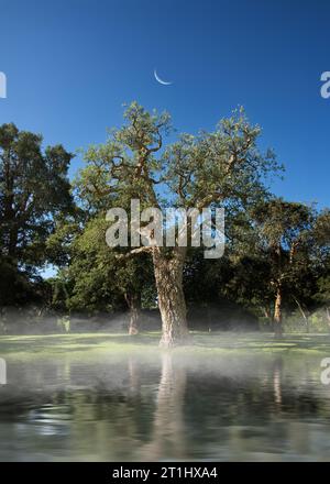 Quercia da sughero e luna crescente giardini del Monte Edgcumbe, parco di campagna della Cornovaglia Foto Stock