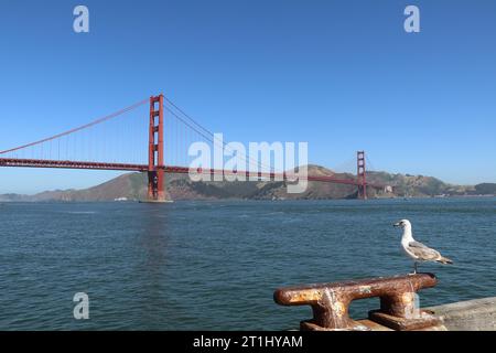 Un gabbiano soleggiato su una parete di cemento con uno sfondo dorato sfocato del ponte di gate avvolto in una nuvola. Foto Stock