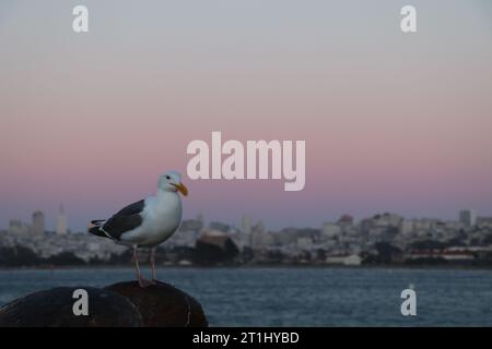 San Francisco | Seagull di fronte al Golden Gate Bridge. Foto Stock