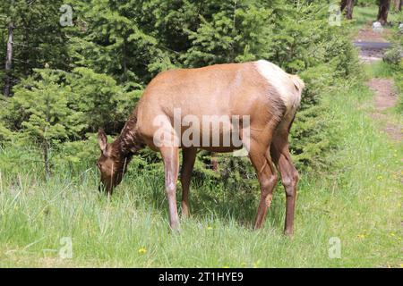 Capreolo femmina in piedi su un prato e pascolo, estate, parco nazionale di Jasper, Canada, (capreolus capreolus). Foto Stock