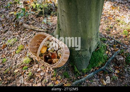 Cestino di vimini con funghi appena raccolti nella foresta accanto a un albero. Autunno. Foto Stock