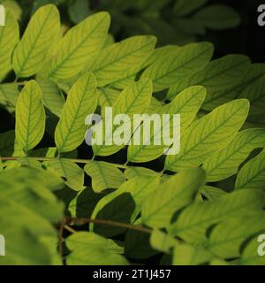 Foglie verdi accese al sole. Foto Stock