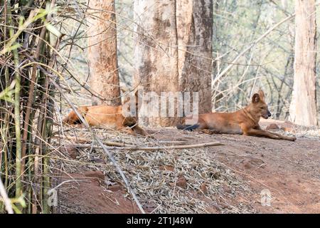 Un cane selvatico indiano, noto anche come dhole indiano, che si rilassa accanto alla sua uccisione all'interno della riserva delle tigri di Pench durante un safari naturalistico Foto Stock