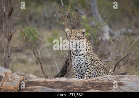 Leopard femminile cammina nel suo territorio in Sud Africa Foto Stock