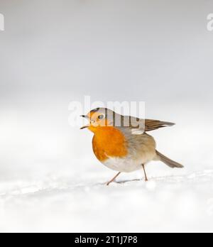 European Robin (Erithacus rubecula) svernamento a Katwijk, Paesi Bassi. In piedi a terra durante un inverno freddo. Foto Stock