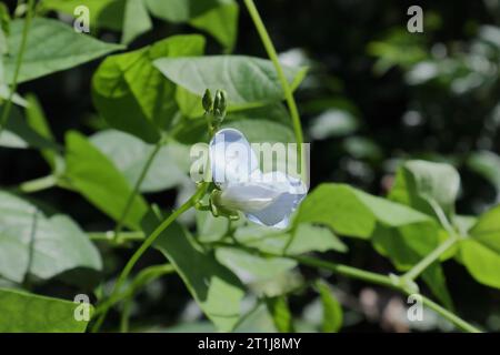 Vista di un fiore di fagioli alati di colore blu pallido (Psophocarpus Tetragonolobus) e dei due boccioli di fiori ancora in fiore Foto Stock