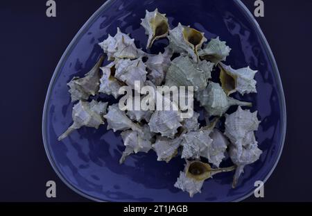 Bolinus brandaris o murici, piatto di boccioli di pesce con limone, lumache di mare bollite, cucina mediterranea Foto Stock
