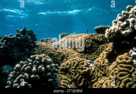 Lobed Brain Coral (Lobophyllia hemprichii) dal villaggio di Embudu, nelle Maldive. Foto Stock