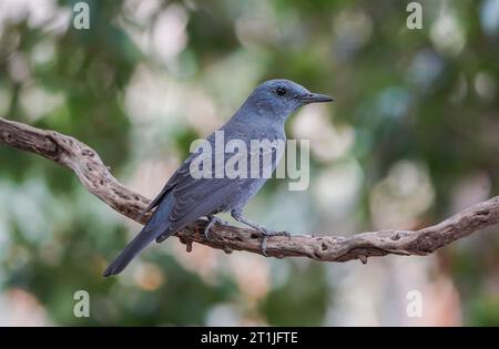 Mughetto di roccia blu (monticola solitarius) visita un bagno di uccelli, per bere in un giardino, Andalusia, Spagna. Foto Stock