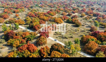 Hohhot. 14 ottobre 2023. Questa foto aerea scattata il 14 ottobre 2023 mostra lo scenario autunnale di un parco forestale nella bandiera posteriore dell'ala sinistra di Horqin della città di Tongliao, nella regione autonoma della Mongolia interna della Cina settentrionale. Crediti: Lian Zhen/Xinhua/Alamy Live News Foto Stock