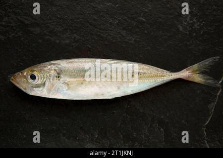 Trachurus trachurus, fresco e crudo, pescato nella Manica in preparazione per la cottura alla griglia. Gli SCAD sono a volte indicati come sgombro di cavallo. Dor Foto Stock