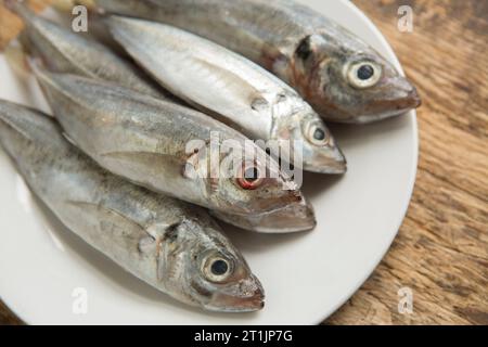 Trachurus trachurus, fresco e crudo, pescato nella Manica in preparazione per la cottura alla griglia. Gli SCAD sono a volte indicati come sgombro di cavallo. Dor Foto Stock