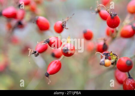 In autunno, le rose fiancheggiano un cespuglio di rosa Foto Stock