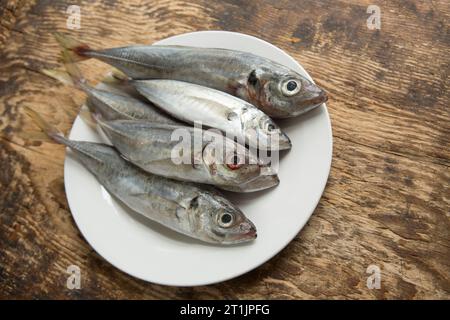 Trachurus trachurus, fresco e crudo, pescato nella Manica in preparazione per la cottura alla griglia. Gli SCAD sono a volte indicati come sgombro di cavallo. Dor Foto Stock