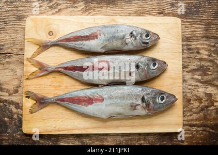 Trachurus trachurus, fresco e crudo, pescato nella Manica in preparazione per la cottura alla griglia. Gli SCAD sono a volte indicati come sgombro di cavallo. SCA Foto Stock