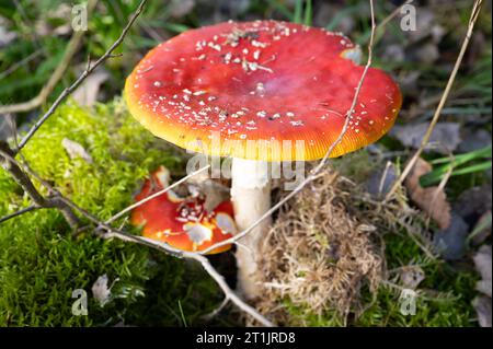 Rosso brillante e velenoso toadstool in autunno nella foresta Foto Stock