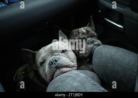 Due bulldog francesi, che viaggiano rilassati nella zona piedi del lato passeggero in un'auto e poggiano la testa sulle ginocchia dei proprietari. Foto Stock