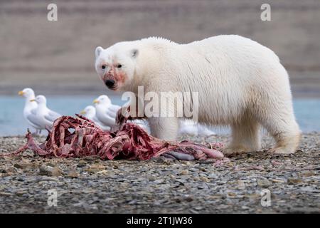 Canada, Nunavut, Coningham Bay. Orso polare che si nutrono di una carcassa di balena beluga. Foto Stock